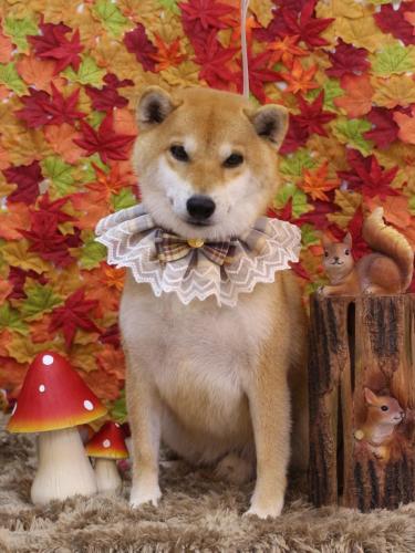 20241112りんたろうくん